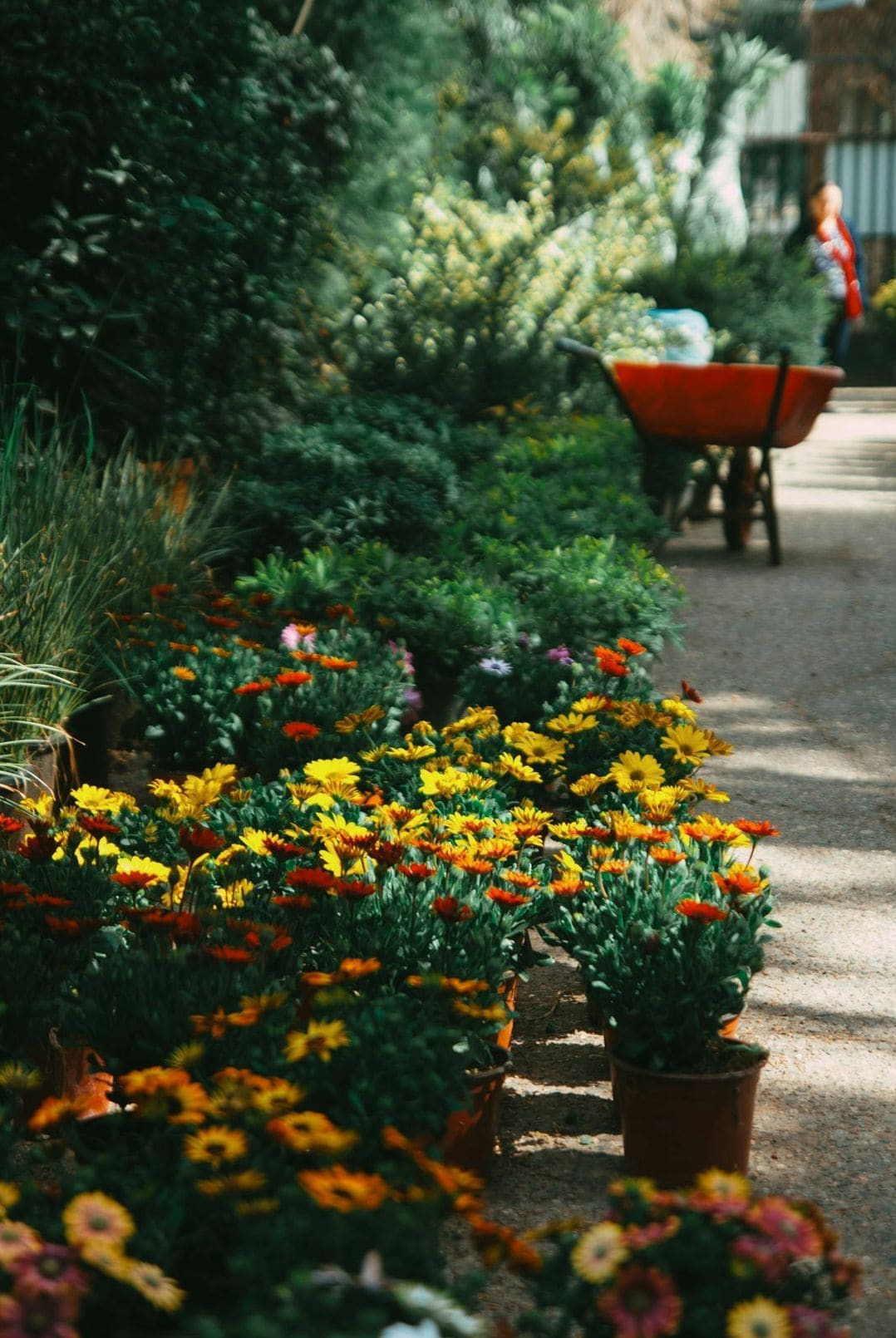 Zynzex Garden 12